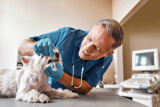 Best Emergency Root Canal Treatment in Penngrove, CA